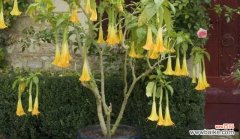 探秘曼陀罗花的神秘传说与深刻花语 曼陀罗花传说与花语