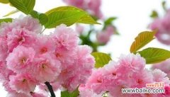 樱花的花语与意义 樱花之美