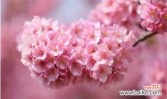 美丽绽放的象征 樱花的花语与寓意