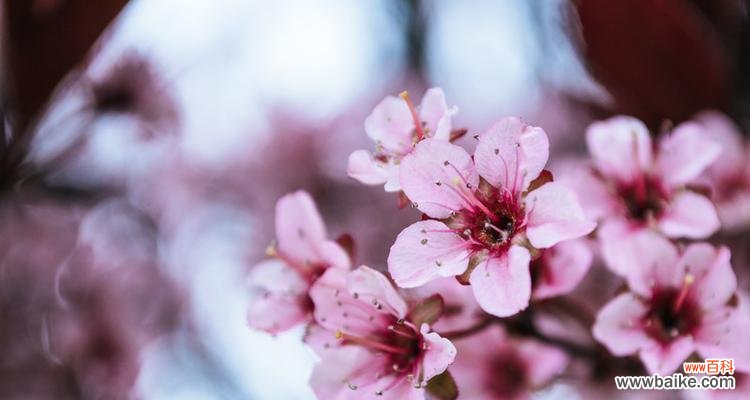 花开如梦 樱花之美