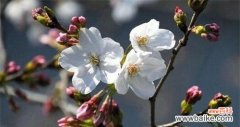 美丽绽放的樱花 樱花的花语与意义