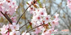 解读樱花的神秘语言 樱花的花语与象征寓意