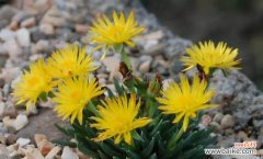 揭示樱水晶花语的深层意义 樱水晶花语寓意解析