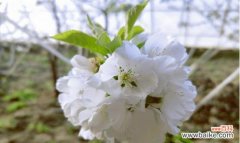 绽放的美丽 樱桃花——浪漫与希望的象征