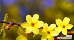 迎春花的花语与寓意 迎春花