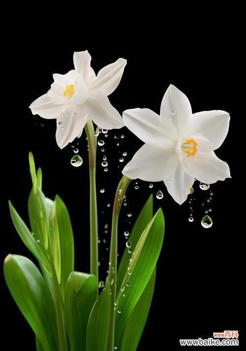 完美的爱的花语是什么?如何用花语表达?