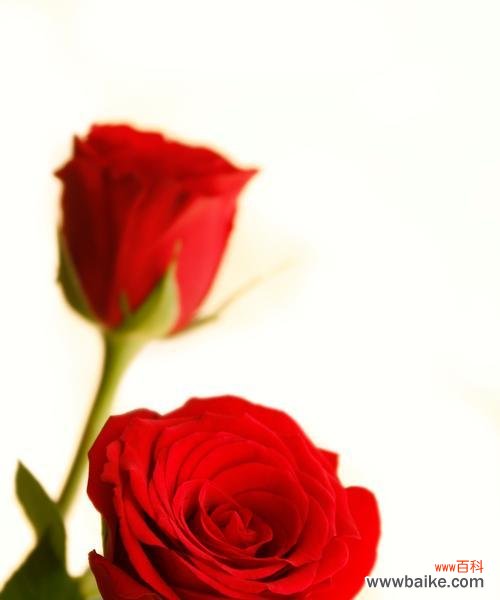 完美的爱的花语是什么?如何用花语表达?