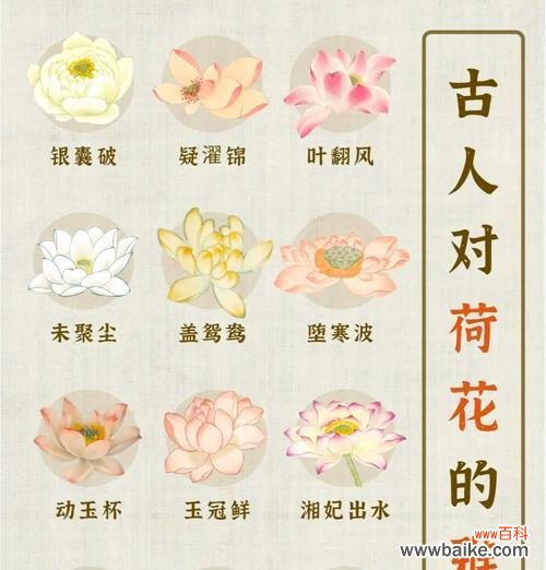 荷花的花语和寓意有何不同？