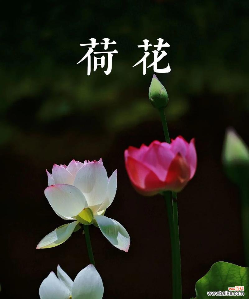 荷花的花语和寓意有何不同？