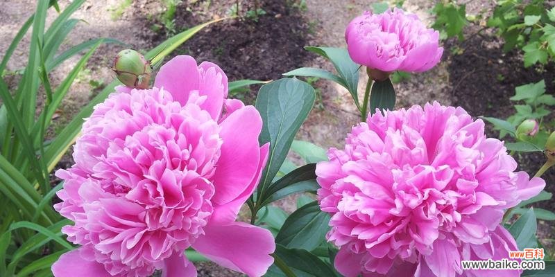 粉色牡丹菊代表什么？花语有哪些深层含义？