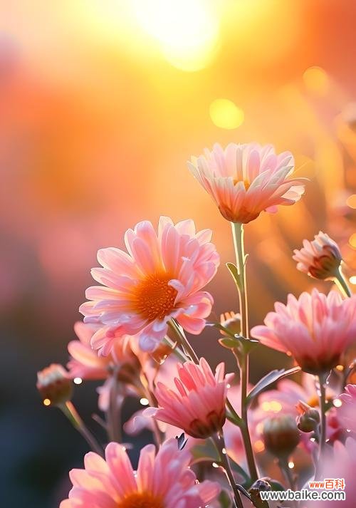 粉色牡丹菊代表什么？花语有哪些深层含义？