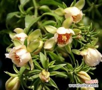 本命花语具体是什么意思？它在星座文化中扮演什么角色？