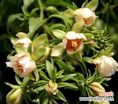 本命花语具体是什么意思？它在星座文化中扮演什么角色？