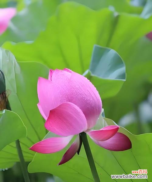 本命花语具体是什么意思？它在星座文化中扮演什么角色？