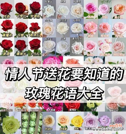 情人节玫瑰巧克力的花语有何含义？