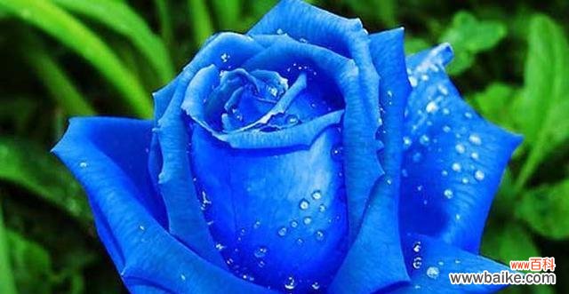 情人节玫瑰巧克力的花语有何含义？