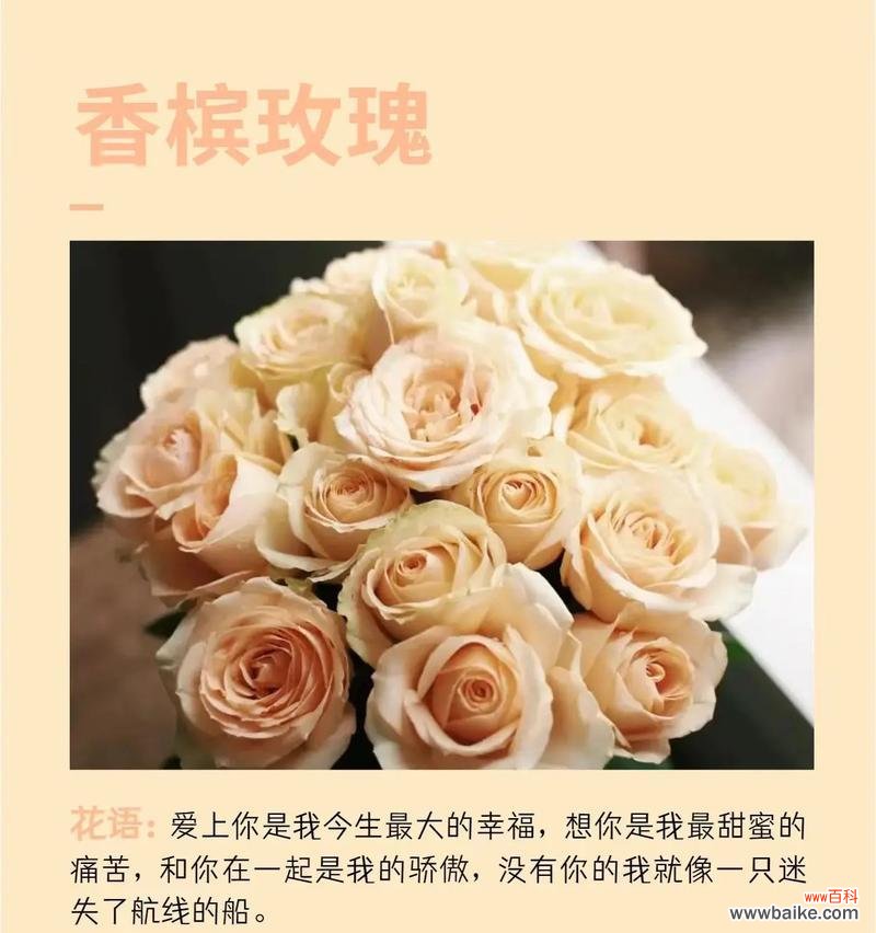 情人节玫瑰巧克力的花语有何含义？