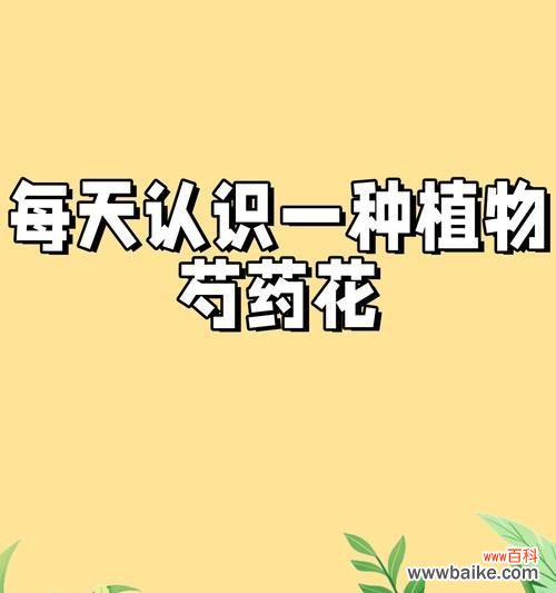黑芍药的花语通常表达什么情感？