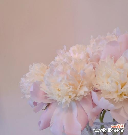 黑芍药的花语通常表达什么情感？