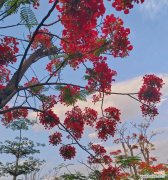 蓼吊花的花语是什么？它象征着什么？