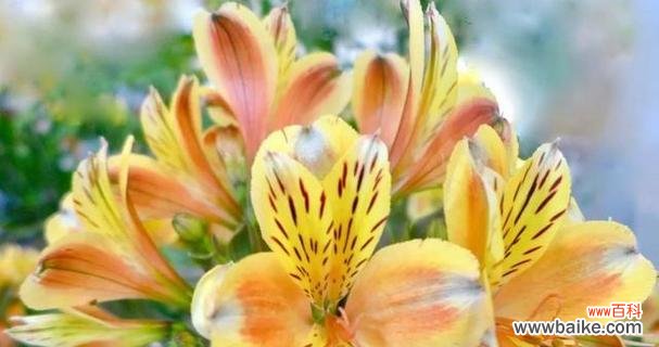 棒子花代表悲伤的花语是什么？