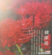 棒子花代表悲伤的花语是什么？