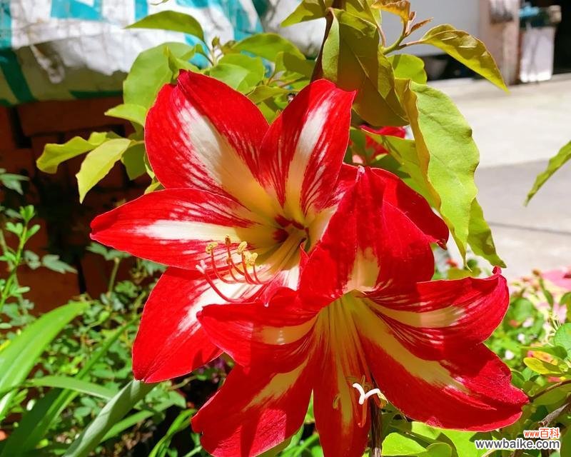 忏悔的爱的花语代表什么含义?