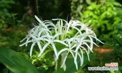 道具优美的花语有何深意？代表了什么？