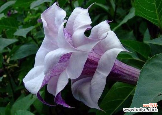 揭秘曼陀罗花的寓意及其文化意义 曼陀罗花语