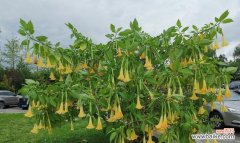 揭秘曼陀罗花的寓意及其文化意义 曼陀罗花语