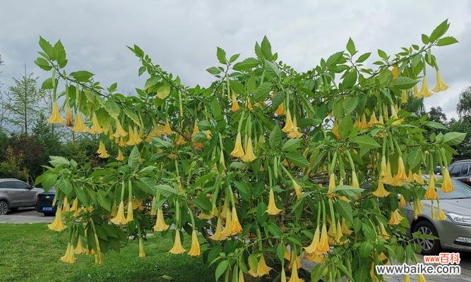 揭秘曼陀罗花的寓意及其文化意义 曼陀罗花语