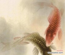 锦鲤与牡丹花搭配的寓意是什么？