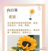 哪种花的花语表达了默默的爱？