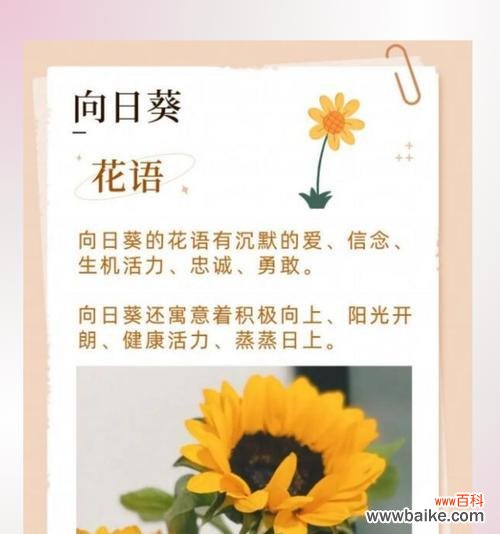 哪种花的花语表达了默默的爱?