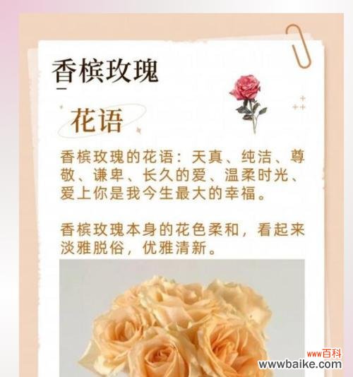 哪种花的花语表达了默默的爱?