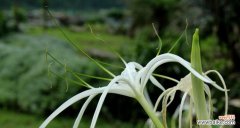 曼陀罗华的寓意和象征及其深远影响 曼陀罗华