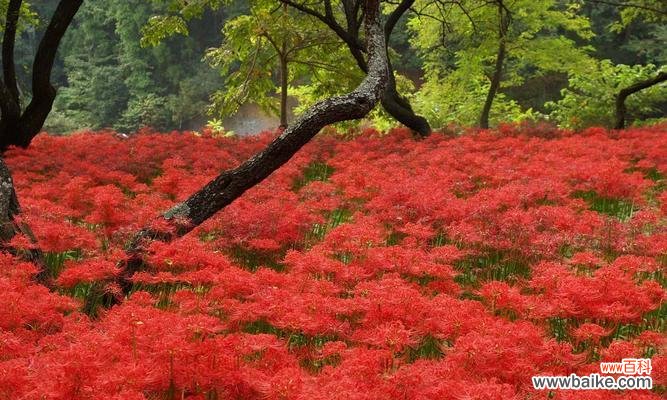 探索曼陀罗华的起源、传说与意义 曼陀罗华