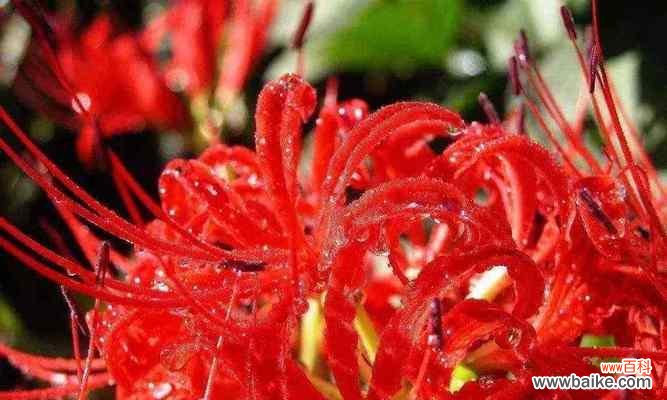 探索曼陀罗华的起源、传说与意义 曼陀罗华