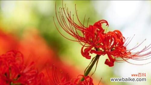 探索曼陀罗华的起源、传说与意义 曼陀罗华