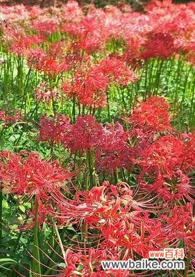 揭秘曼珠沙华的神秘花语,探寻其深层寓意 曼珠沙华的花语与寓意