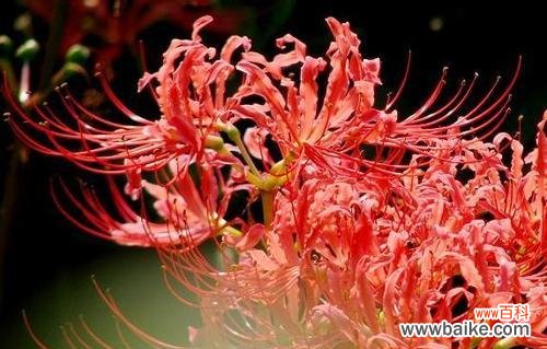 花开花落，沉香散溢 曼珠沙华