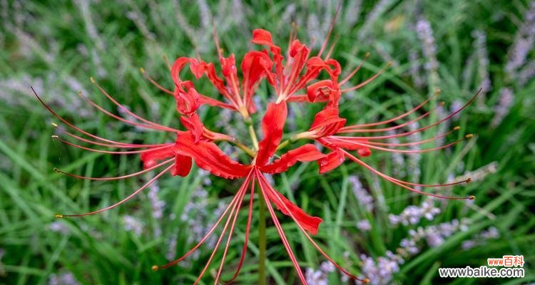 花开花落，沉香散溢 曼珠沙华
