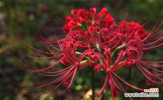 花开花落，沉香散溢 曼珠沙华