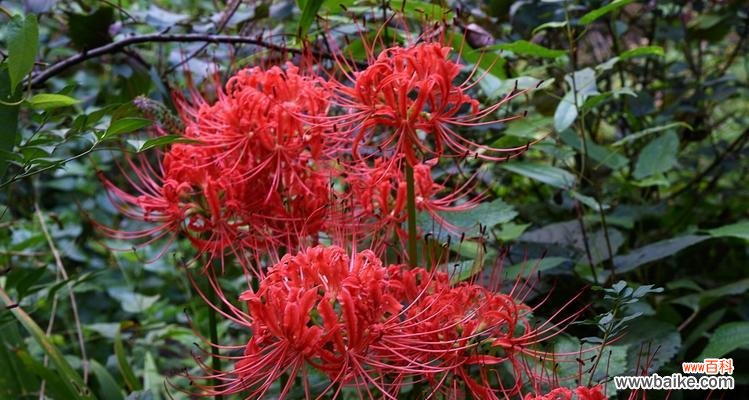 探寻曼珠沙华的花语与意义 曼珠沙华