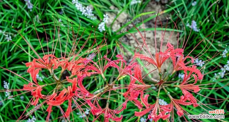 探寻曼珠沙华的花语与意义 曼珠沙华