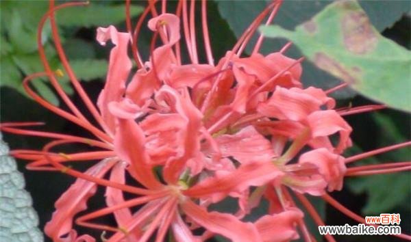 探寻曼珠沙华的花语与意义 曼珠沙华