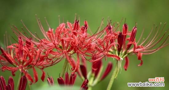 探寻曼珠沙华花的含义与象征 曼珠沙华花语的深意