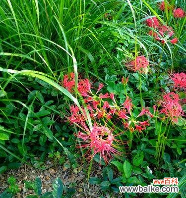 探寻曼珠沙华花的含义与象征 曼珠沙华花语的深意