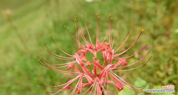 探寻曼珠沙华的意义与象征 曼珠沙华的寓意——生命之美