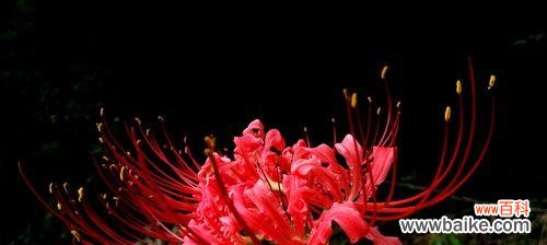 探寻曼珠沙华花语之美 曼珠沙华花语的魅力